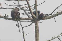 Trachypithecus phayrei