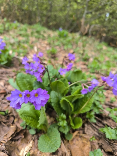 caucasian primrose (Primula amoena)