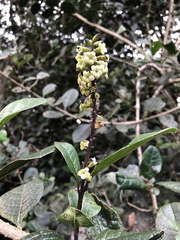 Citharexylum sulcatum