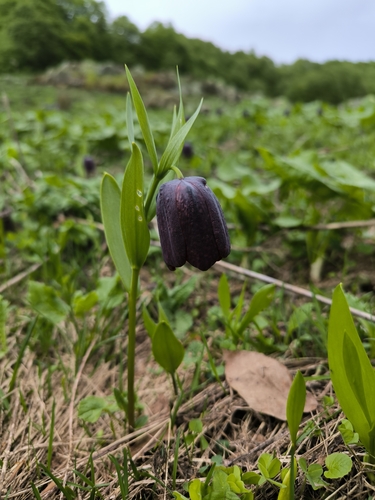 Broad-leaved fritillary (Fritillaria latifolia)