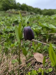 Fritillaria latifolia, photograph (c) Evgenii Iaitskii, some rights reserved (CC BY)