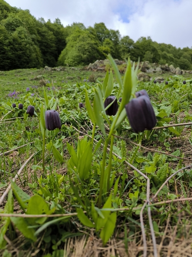 Fritillaria latifolia, photograph 3