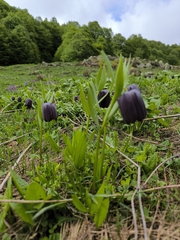 Fritillaria latifolia, photograph (c) Evgenii Iaitskii, some rights reserved (CC BY)