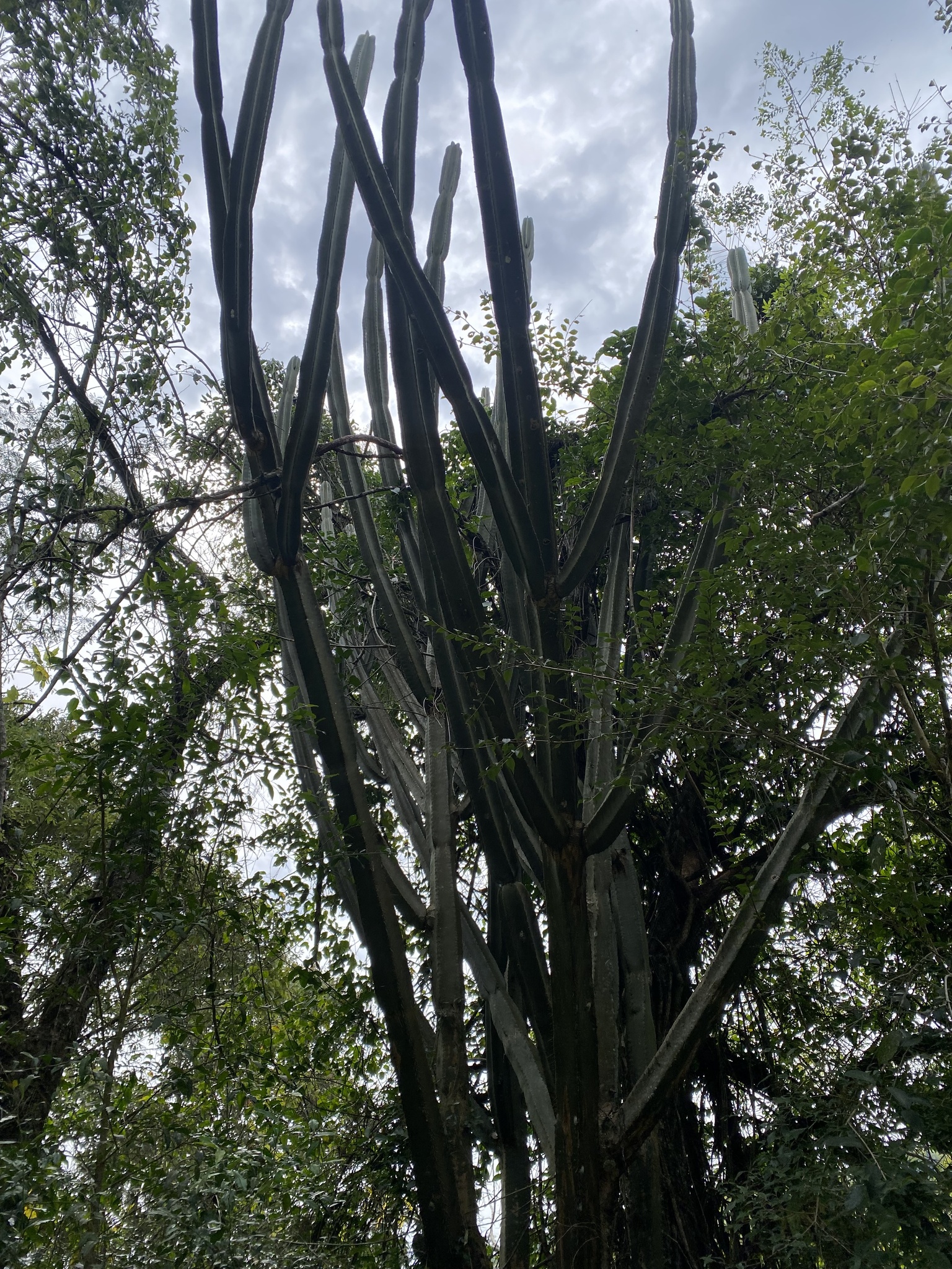 Cereus hildmannianus