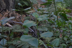 Euonymus occidentalis