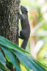 Callosciurus pygerythrus