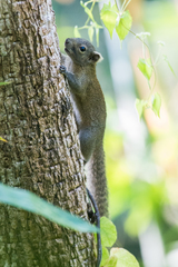 Callosciurus pygerythrus