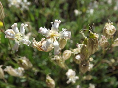 Silene douglasii