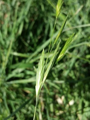 Bromus catharticus catharticus