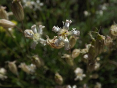 Silene douglasii