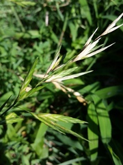 Bromus catharticus catharticus