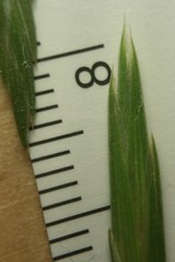 Bromus catharticus catharticus