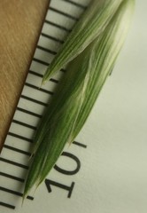 Bromus catharticus catharticus