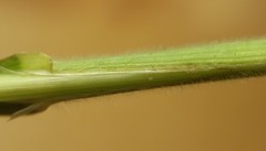 Bromus catharticus catharticus