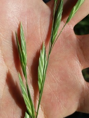 Bromus catharticus catharticus