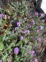 Limenitis arthemis astyanax