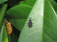 Heteroperreyia