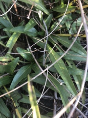 Helianthus longifolius