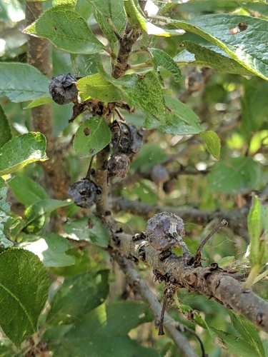 Prunus maritima