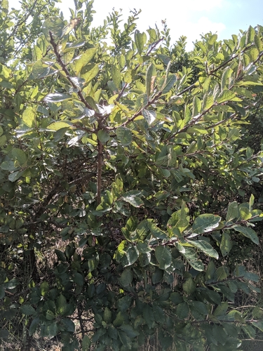 Prunus maritima