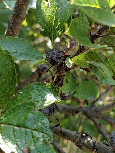 Prunus maritima