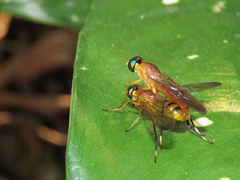 Ptecticus testaceus