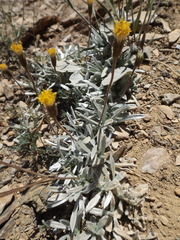 Raillardella argentea