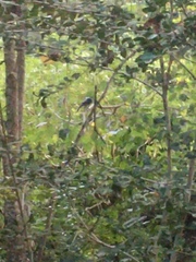 Poecile carolinensis