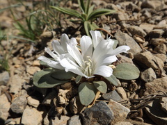 Lewisia kelloggii