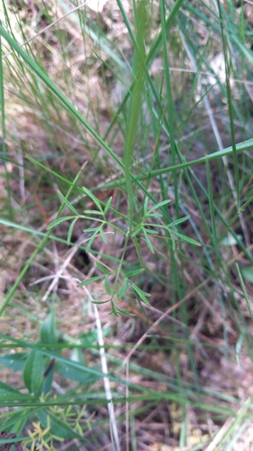 Conopodium arvense