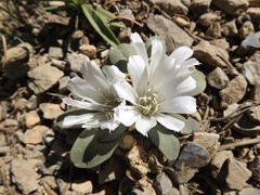 Lewisia kelloggii