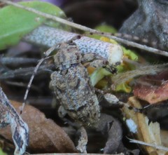 Leptostylopsis terraecolor