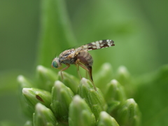 Neotephritis finalis