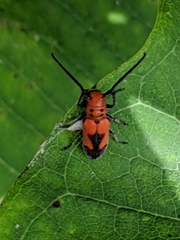Tetraopes melanurus