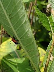 Tetraopes melanurus