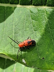 Tetraopes melanurus