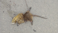 Myocastor coypus coypus