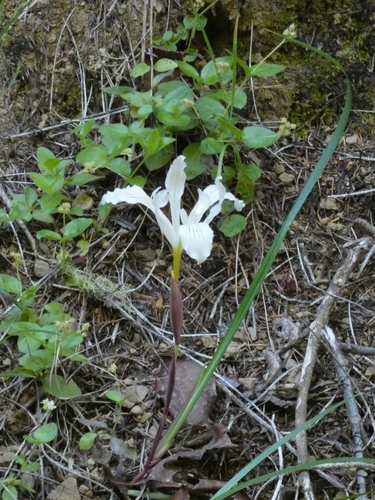 Iris purdyi, photograph 2