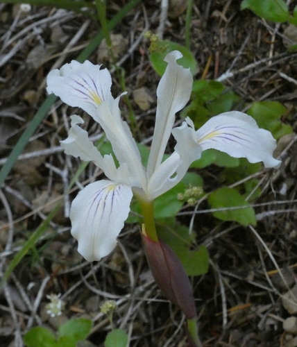 Purdy's iris