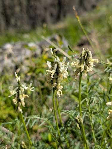 Leiberg's Milkvetch (Astragalus leibergii)