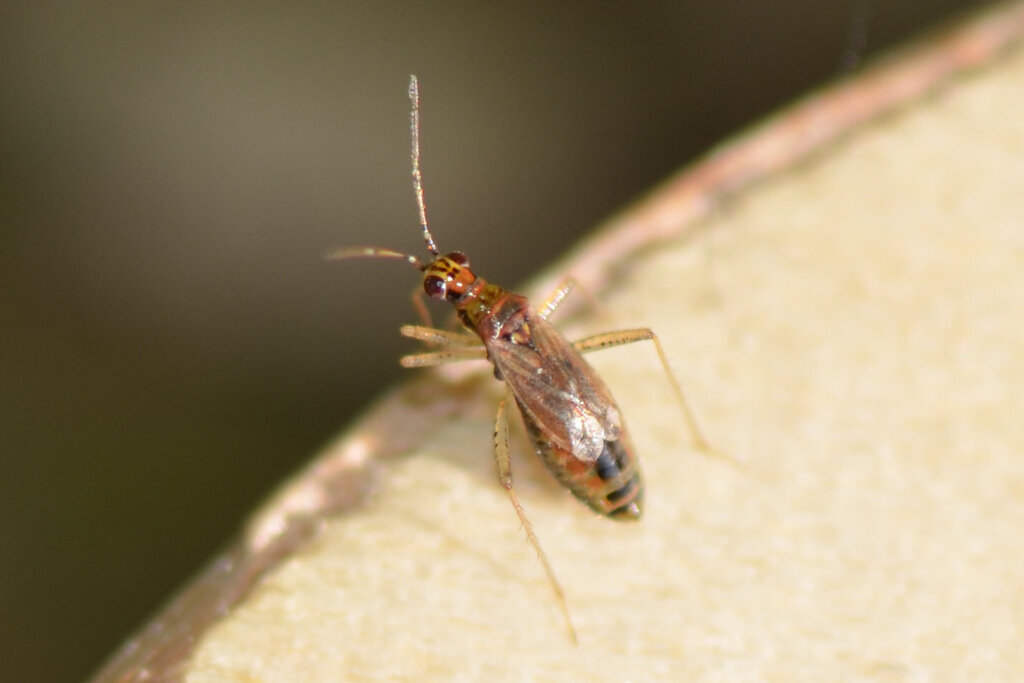 Dicyphus hyalinipennis