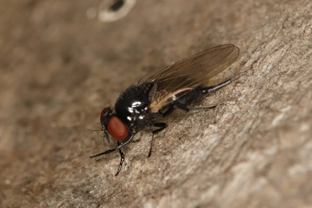 Melanagromyza pubescens