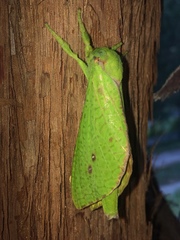Aenetus eximia