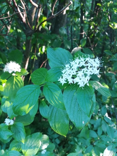 Red-barked dogwood (Cornus alba)
