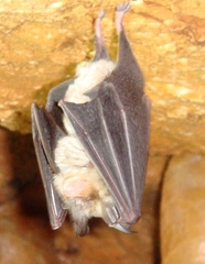 Rhinolophus euryale