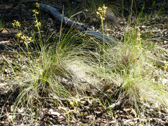 Diuris sulphurea