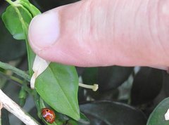 Phrynocaria unicolor