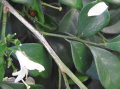 Phrynocaria unicolor