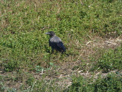 Corvus cornix