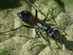 Chalybion bengalense